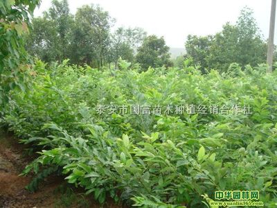 供應泰山一號板栗苗|泰安市國富苗木種植經(jīng)銷合作社供應信息|果樹供應|中華園林網(wǎng)