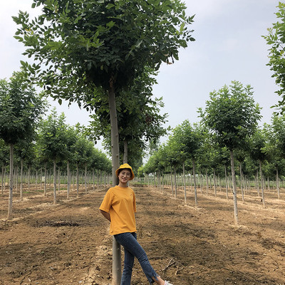 德承苗木 金葉白蠟 小葉白蠟 白蠟種子 白蠟苗木 電話議價圖片_高清圖_細節(jié)圖