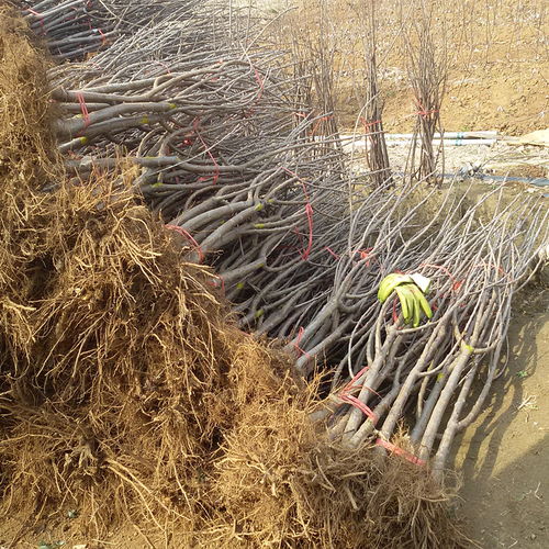 【哪里有櫻桃樹小苗—極早櫻桃苗生態(tài)環(huán)境】- 