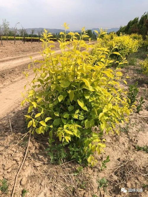 綠化苗木移植過程中,土球散了怎么辦