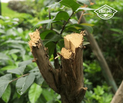 園林苗木種植中常見的誤區(qū) 一