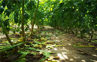 貴州秋雪桃苗產(chǎn)品供應鴻鑫苗木繁育中心