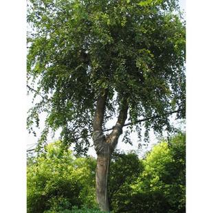 成都大樸樹價格之樸樹病蟲害預防