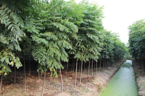 1年生欒樹小苗價格 欒樹 錦茂苗木