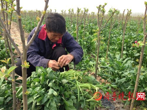 菠菜意外 大豐收 20畝菠菜邀大家免費隨便挖