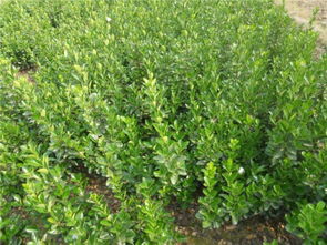 小區(qū)綠化苗木 小區(qū)綠化常用樹 小區(qū)綠化花卉