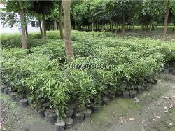 金絲楠綠化工程苗木