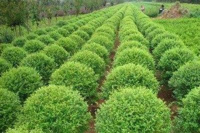 52歲大哥創(chuàng)業(yè)種植苗木,半年賺15萬