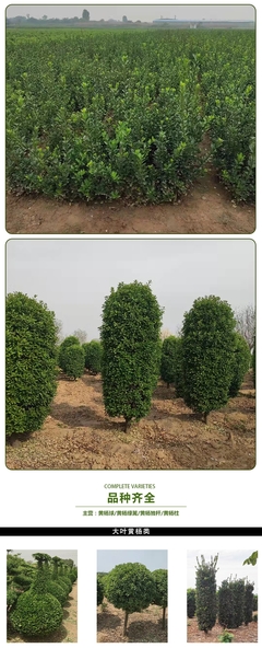 供應大葉黃楊綠籬 大葉黃楊綠籬價格基地 小區(qū)綠化道路色塊 大葉黃楊綠籬植物