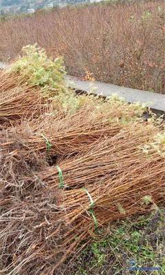 【天門苗木種類】利川市順通苗木種植專業(yè)合作社 - 產(chǎn)品庫