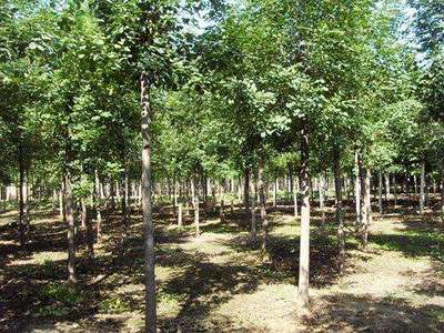 郯城縣浩軒種植農(nóng)民專業(yè)合作社