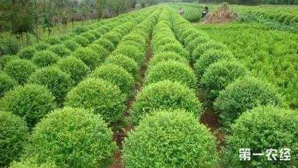 苗木種植成為推動鄉(xiāng)村振興的綠色產(chǎn)業(yè)“聚寶盆”