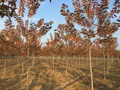 廣東8-10公分北美紅楓 濟寧市任城區禾盛苗木種植供應