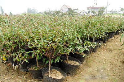 2018年全國各地7月苗木市場行情概況