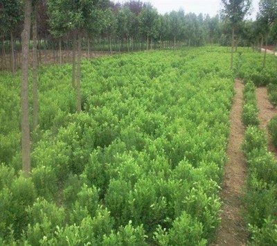 苗木供銷網-健康農產品招商加盟