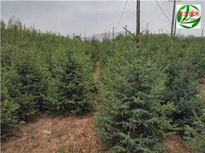 甘肅那里種植云杉樹苗多-定西云杉基地