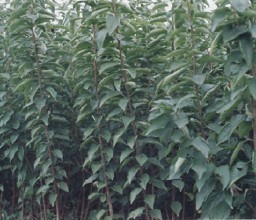 想要極好的吉塞拉5號櫻桃苗就來紅彤苗木_吉塞拉5號櫻桃樹苗哪里有圖片|想要極好的吉塞拉5號櫻桃苗就來紅彤苗木_吉塞拉5號櫻桃樹苗哪里有產品圖片由山東新泰市紅彤苗木專業種植合作社公司生產提供-