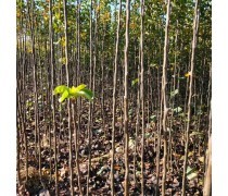 【鼎力苗木鼎力園林大量批發梨樹苗果樹小苗梨子樹苗梨樹種苗質脆汁多味甜】蒼溪縣鼎力苗木種植專業合作社 - 產品庫