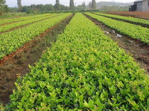 湖南金森女貞價格 最新苗木價格 2012年綠化苗木價格 苗木價格