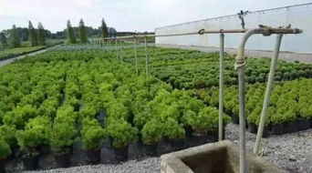 一家擁有110年歷史的苗圃公司是如何種苗木的