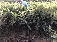 吳中區東山石井灣苗木場產品展示