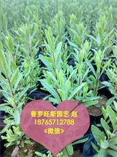 濰坊優惠的薰衣草供應 存活強的薰衣草,濰坊優惠的薰衣草供應 存活強的薰衣草生產廠家,濰坊優惠的薰衣草供應 存活強的薰衣草價格