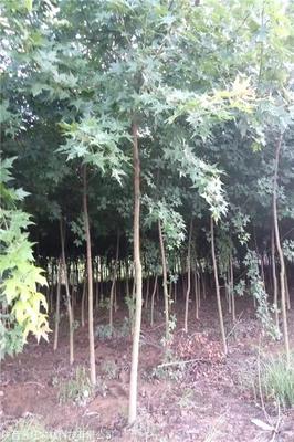 金旺苗木基地供應產品:元寶楓苗木,元寶楓種子,五角楓,垂柳等