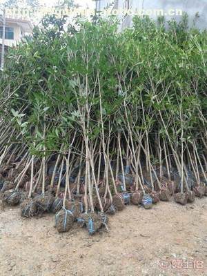 【供應湖北咸寧桂花之鄉10-20公分桂花樹,1-8公分桂花苗(金桂,銀桂,丹桂)】 - 產品庫 - 咸寧萬桂桂花苗木種植專業合作社