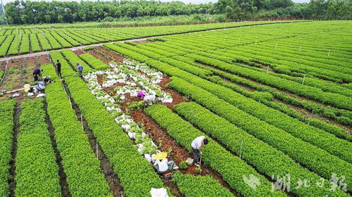 苗圃園成風(fēng)景