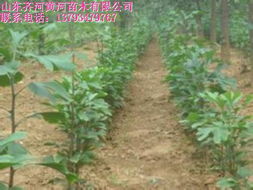 山東園林苗木 山東黃河苗木種植各種園林苗木 山東園林苗木價(jià)格