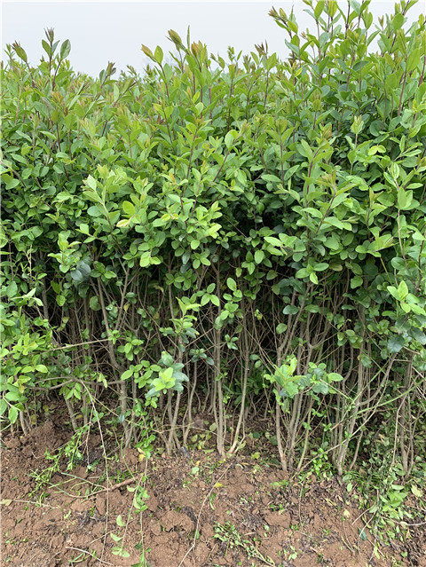 潢川小葉女貞 河南殷都小葉女貞苗木繁育