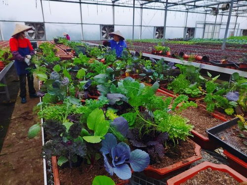 苗木人種 菜 了 這個(gè)苗圃的 菜 種得不一般