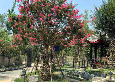 西部(溫江)云上花木節(jié)·云訪談專場(chǎng)5 | 新媒體與新.