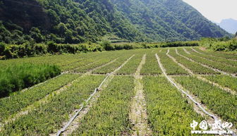 灘歌扶貧工作站脫貧攻堅(jiān)工作記