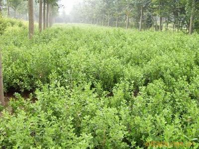 苗木,綠化苗木,冬青、黃楊(圖)圖片,苗木,綠化苗木,冬青、黃楊(圖)圖片大全,沭陽縣富民園林綠化苗木場-4-