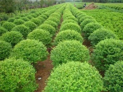 昆明苗木采購