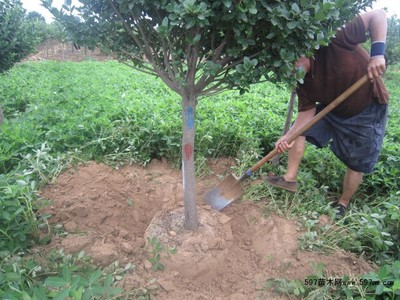 定州 獨桿衛矛球圖片|苗木|苗木圖庫|597苗木網