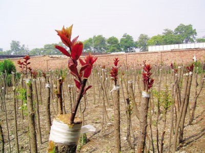 嫁接:苗木的影分身之術