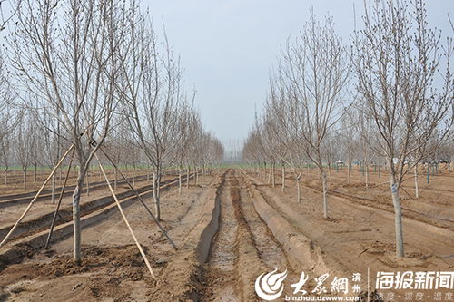 孫鎮(zhèn)搶抓苗木種植黃金期 戰(zhàn) 疫 綠化兩不誤