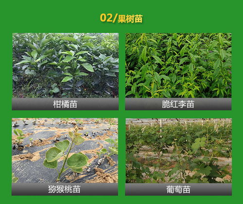 道路樹苗綠化苗價格 樹苗綠化苗價格 四川政道農(nóng)業(yè) 查看