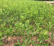 廣安優質沃柑苗批發優質商家置頂推薦產品