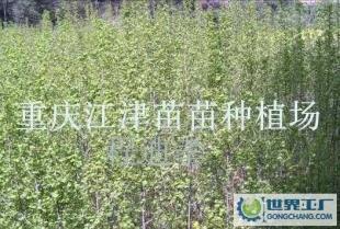 大量1銀杏苗 銀杏樹苗木 重慶銀杏基地_農副產品_世界工廠網中國產品信息庫