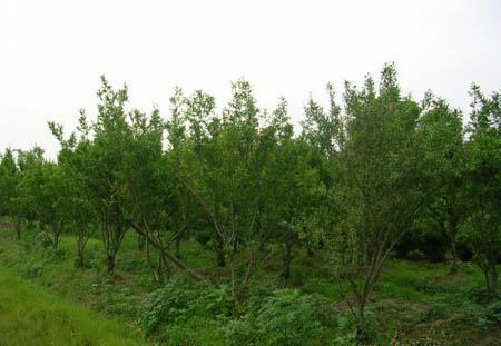 萊蕪綠化苗木(石榴樹)