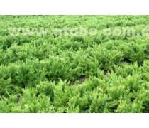 【批發水蠟球小龍柏園林苗圃苗木批發綠化工程苗木批發苗木】沭陽縣源態綠化苗木場 - 產品庫