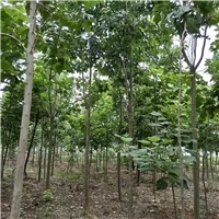 泡桐,桐樹,綠化苗木,喬木,花灌木,灌木