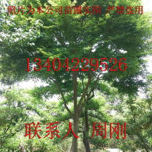 蘇州市光福鎮香雪海梅花桂花苗圃苗木基地 供應產品