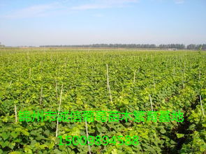 錦州葡萄苗批發