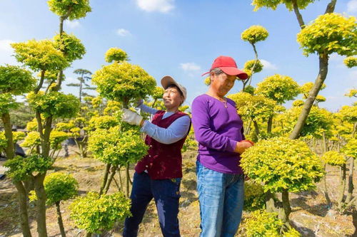 如皋磨頭 苗木栽植 綠色富民