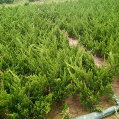 岱岳小龍柏樹苗