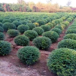 陜西寶雞黃刺玫苗木